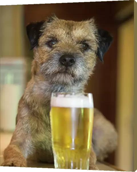 Dog - Border Terrier - in pub with beer