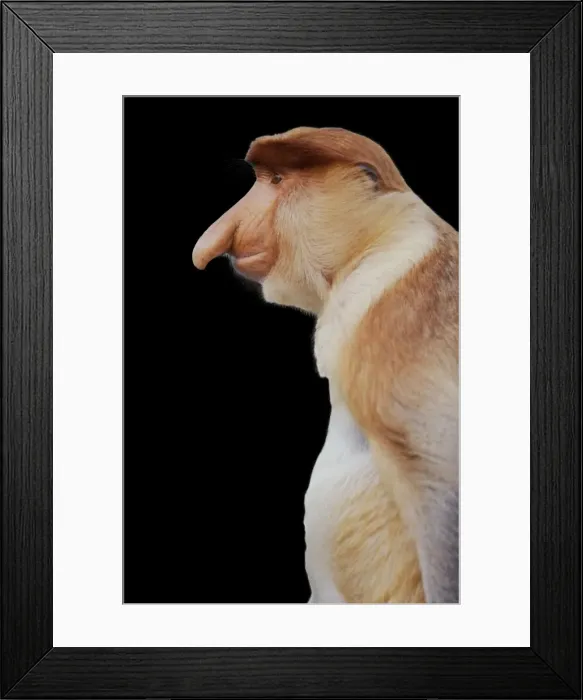 Framed Print : Proboscis Monkey MI 1595 M Nasilis larvatus © Masahiro Iijima  /  ardea. com