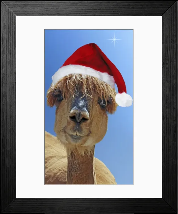Framed Print : Alpaca - wearing Christmas hat Digital Manipulation: Hat (Su) - added blue background Framed Print : Alpaca - wearing Christmas hat Digital Manipulation: Hat (Su) - added blue background