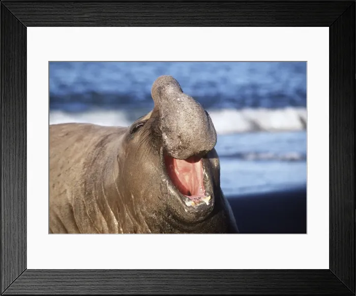 Framed Print : Southern Elepant Seal - with mouth open - Crozet Island AU-1244 Framed Print : Southern Elepant Seal - with mouth open - Crozet Island AU-1244