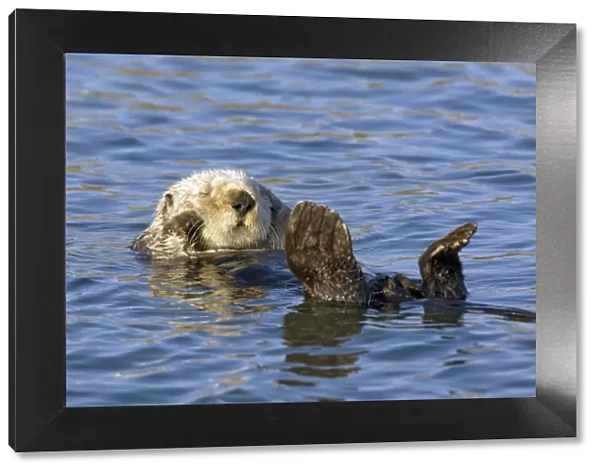 Southern Sea Otter - Sleeping -Monterey Bay - CA
