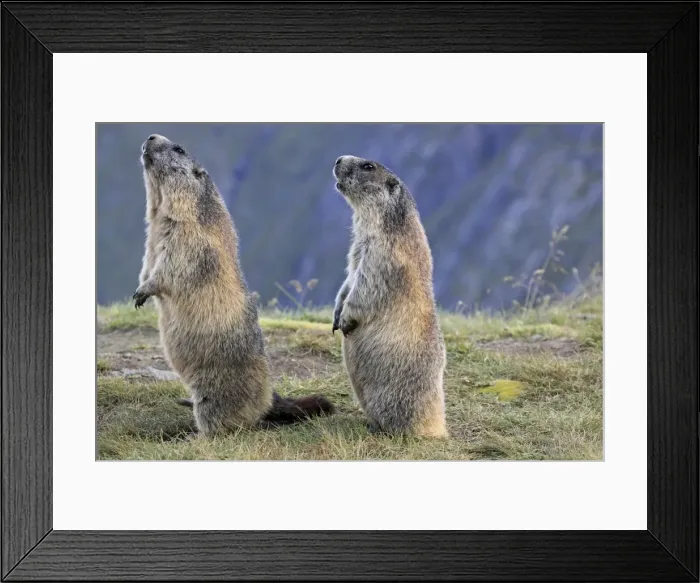 Framed Print : Alpine Marmot - pair on hind legs - Europe Framed Print : Alpine Marmot - pair on hind legs - Europe