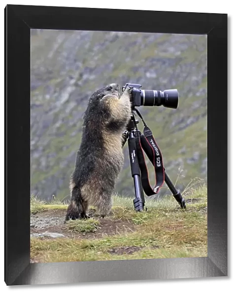 Alpine Marmot - standing up at camera on tripod - Europe
