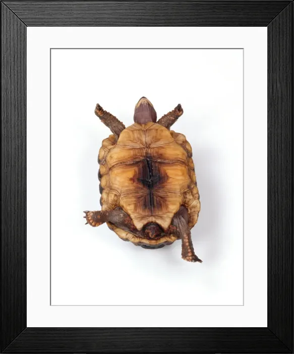 Framed Print : Tortoise TEA 119 Lying on back © Andy Teare / ardea. com Framed Print : Tortoise TEA 119 Lying on back © Andy Teare / ardea. com
