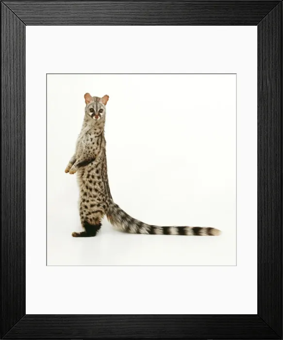 Framed Print : Genet TEA 121 © Andy Teare / ardea. com Framed Print : Genet TEA 121 © Andy Teare / ardea. com