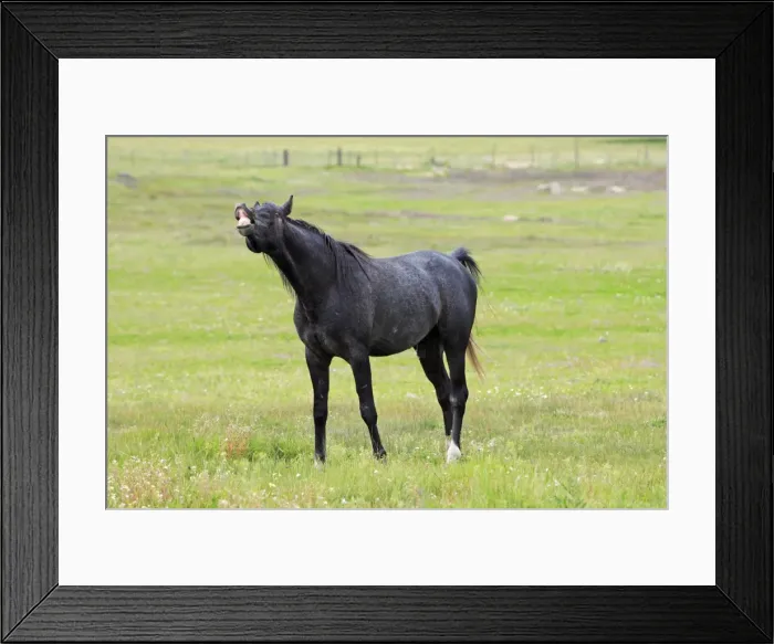 Framed Print : Arabic Horse - stallion curling lips, Alentejo, Portugal
