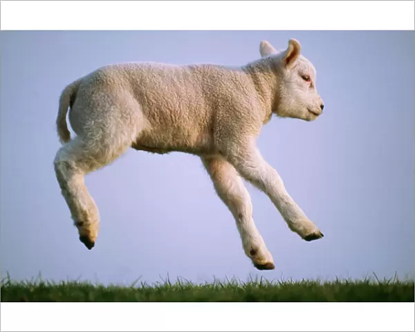 Texel Sheep USH 513 Lamb jumping, used for milk © Duncan Usher  /  ardea. com