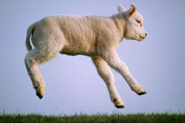 Texel Sheep USH 513 Lamb jumping, used for milk © Duncan Usher  /  ardea. com