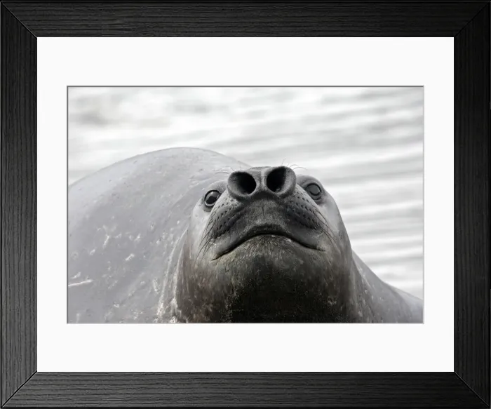 Framed Print : Southern Elephant Seal - Saint Andrew - South Georgia Framed Print : Southern Elephant Seal - Saint Andrew - South Georgia