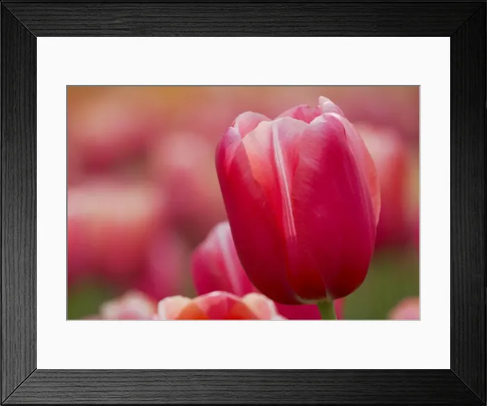 Framed Print : Pink Tulip Close Up Keukenhof Gardens Netherlands PL001760 Framed Print : Pink Tulip Close Up Keukenhof Gardens Netherlands PL001760