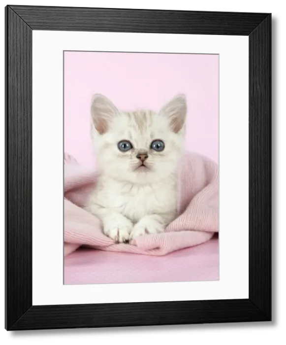 Framed Print : Cat. Asian. Chocolate classic tabby kitten (8 weeks) in pink scarf Framed Print : Cat. Asian. Chocolate classic tabby kitten (8 weeks) in pink scarf