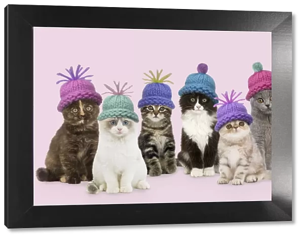 Cats - group wearing woolly hat Digital Manipulation: composition all different LA cats. SU hats. Added colour background