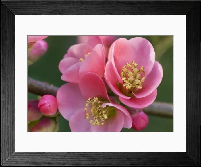Framed Print : Chaenomeles flowers in spring Framed Print : Chaenomeles flowers in spring