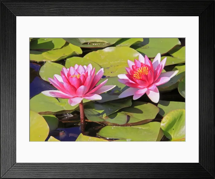 Framed Print : Waterlily - in flower. France Framed Print : Waterlily - in flower. France