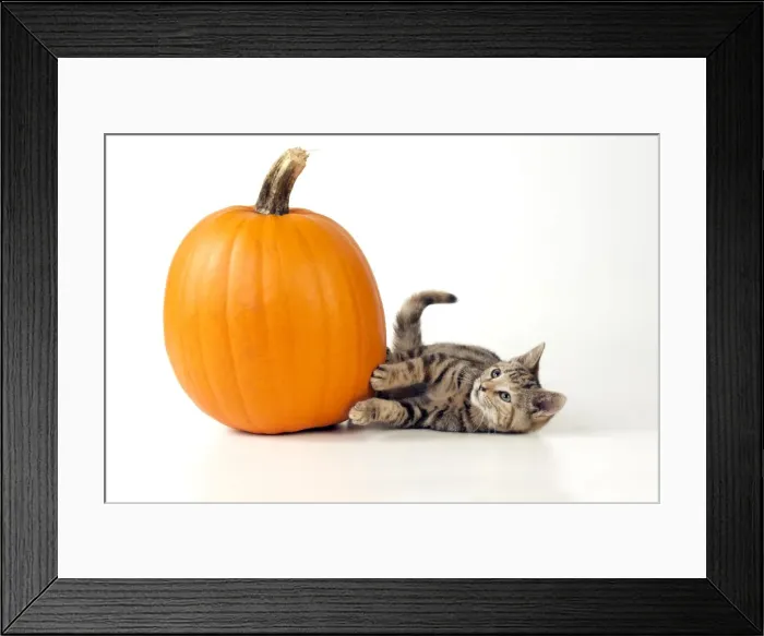 Framed Print : CAT - Kitten laying next to a pumpkin Framed Print : CAT - Kitten laying next to a pumpkin