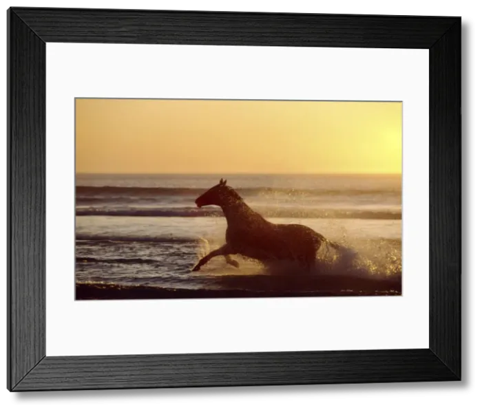 Framed Print : Horse galloping through surf CRH 933 At sunset - Nordkoek, Cape Town. South Africa © Chris Harvey / ardea. com Framed Print : Horse galloping through surf CRH 933 At sunset - Nordkoek, Cape Town. South Africa © Chris Harvey / ardea. com