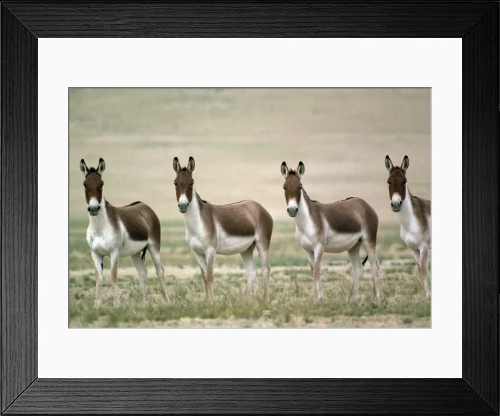 Framed Print : Tibetan Wild Ass / Kiang - group of males - Tsokar Ladakh India Framed Print : Tibetan Wild Ass / Kiang - group of males - Tsokar Ladakh India