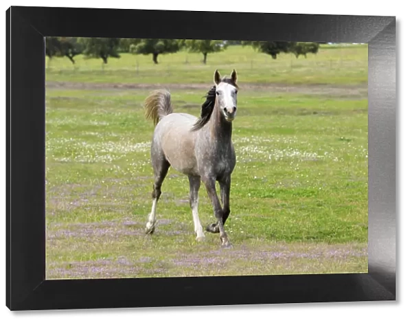 Arabic Horse - trotting on meadow, Alentejo, Portugal