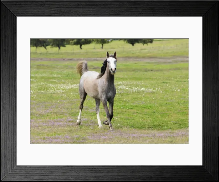 Framed Print : Arabic Horse - trotting on meadow, Alentejo, Portugal Framed Print : Arabic Horse - trotting on meadow, Alentejo, Portugal