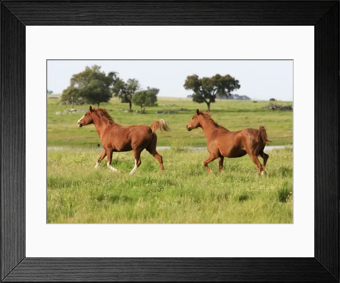 Framed Print : Arabic Horses - 2 trotting on meadow, Alentejo, Portugal Framed Print : Arabic Horses - 2 trotting on meadow, Alentejo, Portugal