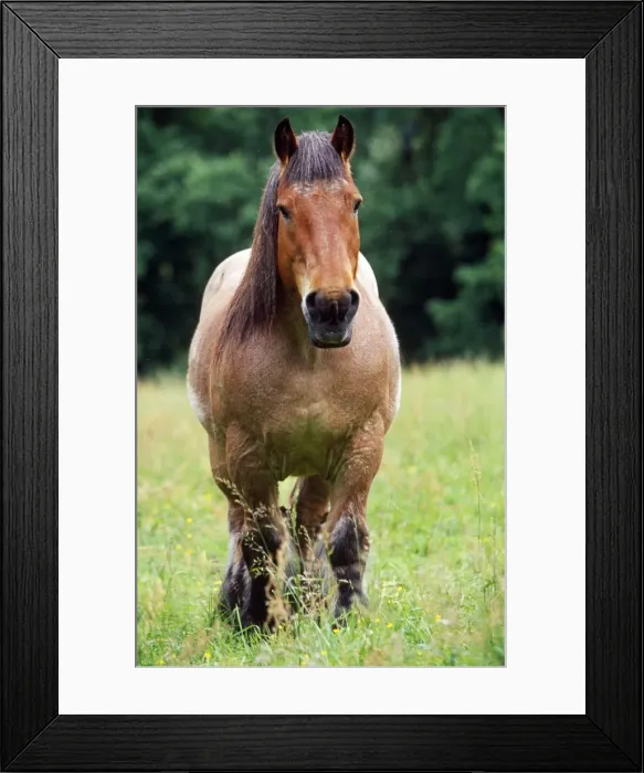 Framed Print : Belgium Cart-horse Framed Print : Belgium Cart-horse