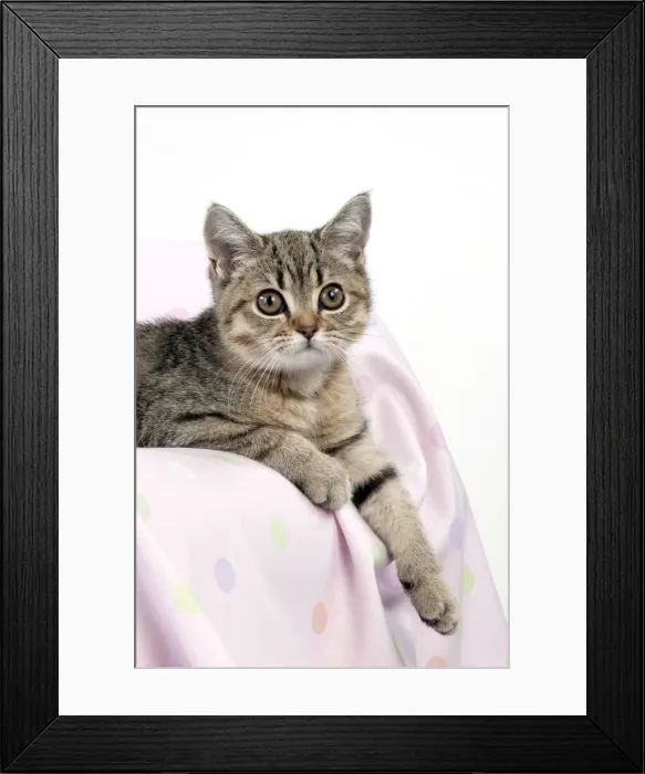Framed Print : CAT - British shorthair X kitten laying on blanket Framed Print : CAT - British shorthair X kitten laying on blanket