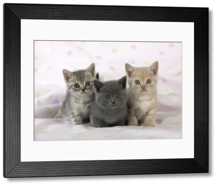 Framed Print : CAT - 7 week old british shorthair kittens Framed Print : CAT - 7 week old british shorthair kittens
