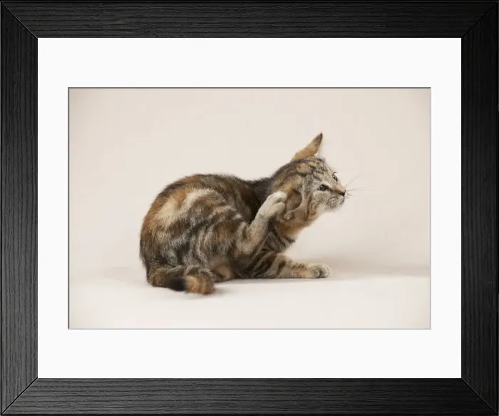 Framed Print : CAT - Kitten scratching itself Framed Print : CAT - Kitten scratching itself