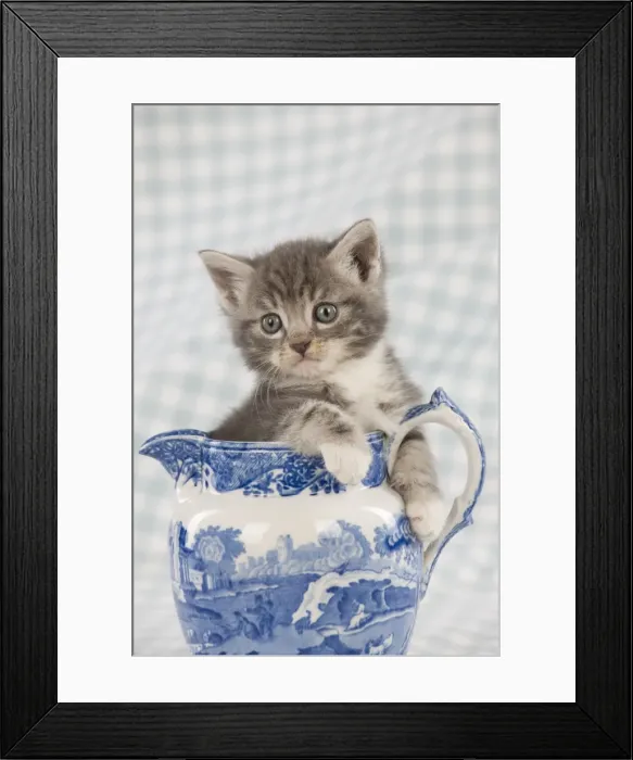 Framed Print : Cat - Grey Tabby kitten sitting in china jug Framed Print : Cat - Grey Tabby kitten sitting in china jug