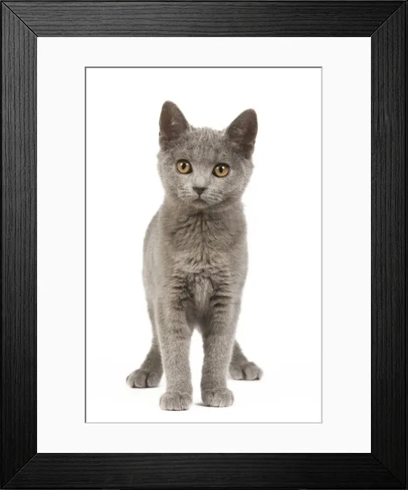 Framed Print : Cat - Chartreux Kitten in studio Framed Print : Cat - Chartreux Kitten in studio