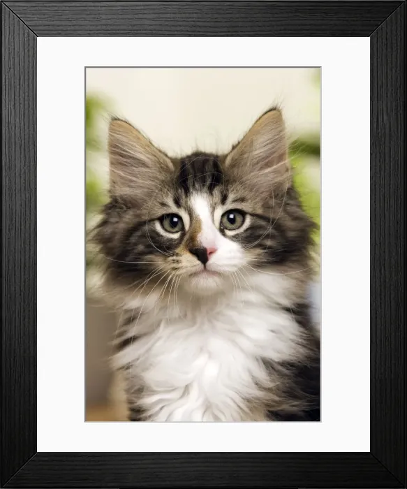 Framed Print : Norwegian Forest Silver and White Mackerel Tabby Cat Framed Print : Norwegian Forest Silver and White Mackerel Tabby Cat