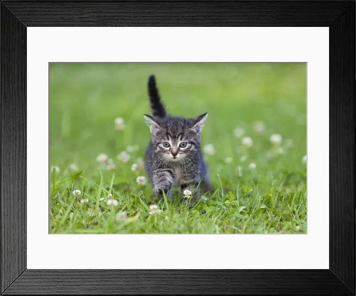 Framed Print : Cat - kitten walking across lawn - Lower Saxony - Germany