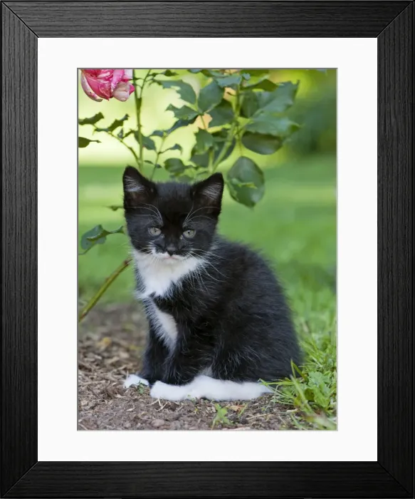 Framed Print : Cat - kitten resting on rose bed - Lower Saxony - Germany