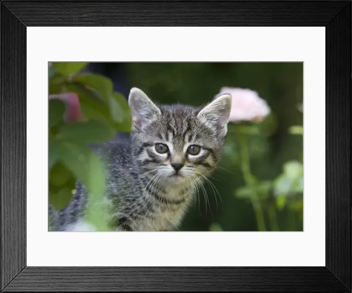 Framed Print : Cat - kitten portrait - outdoors - Lower Saxony - Germany Framed Print : Cat - kitten portrait - outdoors - Lower Saxony - Germany