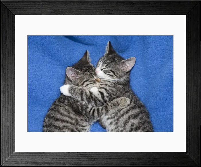 Framed Print : Cat - two kittens lying together asleep on blanket - Lower Saxony - Germany