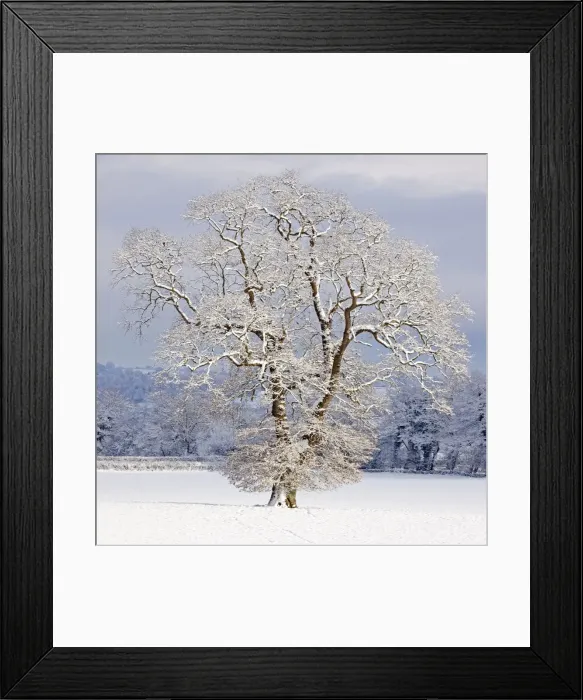 Framed Print : Mature Oak Tree - covered in winter snow - December - Herefordshire - UK Framed Print : Mature Oak Tree - covered in winter snow - December - Herefordshire - UK