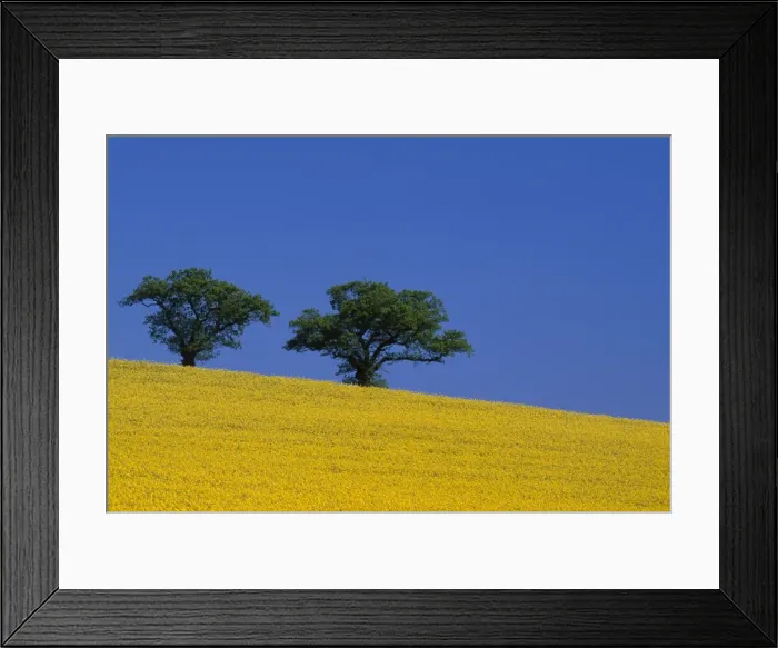 Framed Print : Rape fields - Essex - UK LA001793 Framed Print : Rape fields - Essex - UK LA001793
