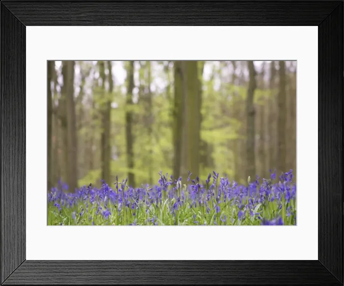 Framed Print : Bluebells - in Beech woodland - Dockey Wood, Herts, UK PL000181 Framed Print : Bluebells - in Beech woodland - Dockey Wood, Herts, UK PL000181