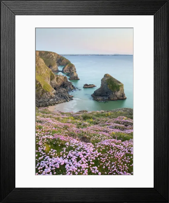 Framed Print : Thrift - in flower - spring - sunset - Bedruthan Steps, Cornwall, UK Framed Print : Thrift - in flower - spring - sunset - Bedruthan Steps, Cornwall, UK