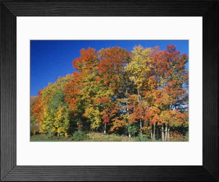 Framed Print : Woodland - Autumn colours, Vermont, New England, USA