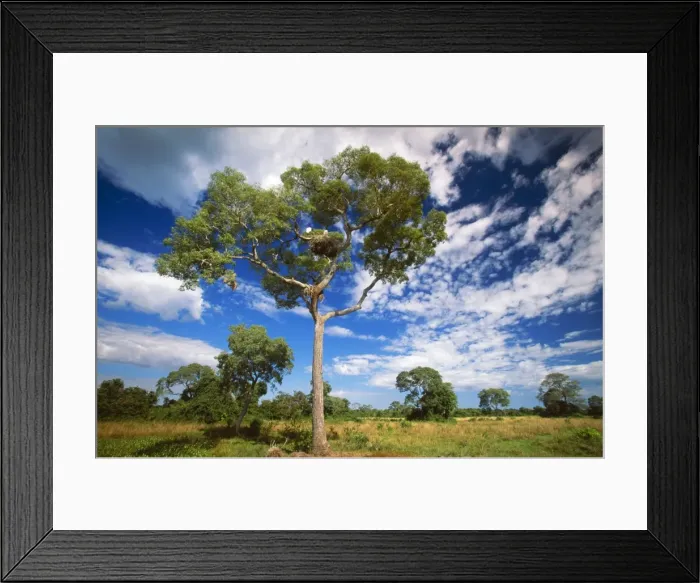 Framed Print : Brazil FG 12403 Tree with jabiru nest, Mato Grosso North Pantanal. © Francois Gohier / ardea. com Framed Print : Brazil FG 12403 Tree with jabiru nest, Mato Grosso North Pantanal. © Francois Gohier / ardea. com