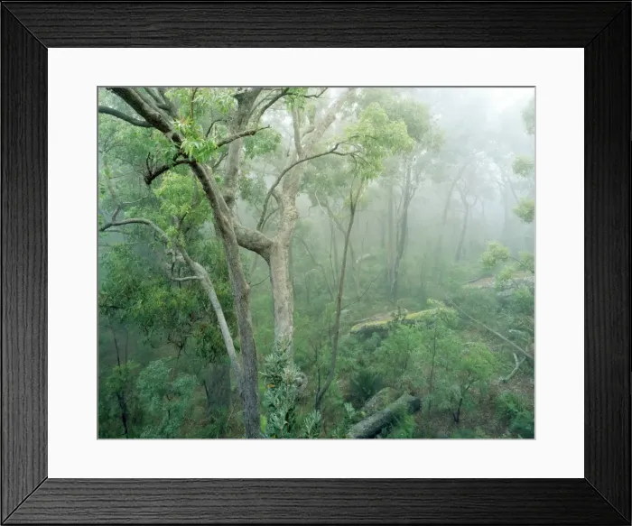 Framed Print : Rainforest - Eucalyptus & Angophora floribunda - Eucalypt forest on eastern slope of Gt. Dividing Range - Kangaroo Valley - New South Wales - Australia