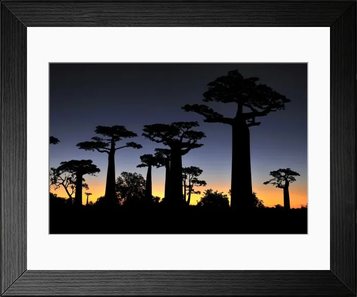 Framed Print : Grandidier's Baobab at sunset - near Morondava - Madagascar Framed Print : Grandidier's Baobab at sunset - near Morondava - Madagascar