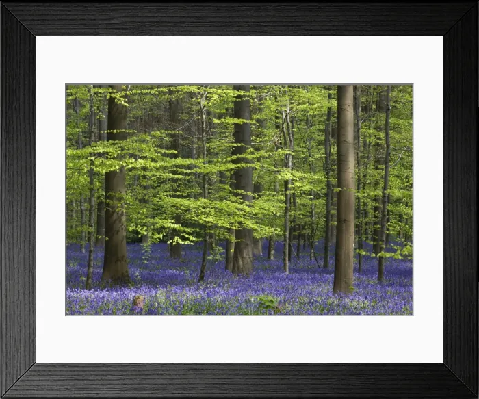 Framed Print : Bluebell Flowers - in forest with Beech Trees Framed Print : Bluebell Flowers - in forest with Beech Trees