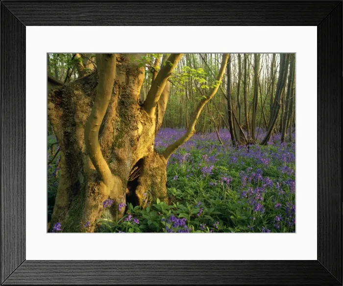 Framed Print : Ash Tree - ancient ash stool in bluebell wood North Downs, Kent, UK Framed Print : Ash Tree - ancient ash stool in bluebell wood North Downs, Kent, UK