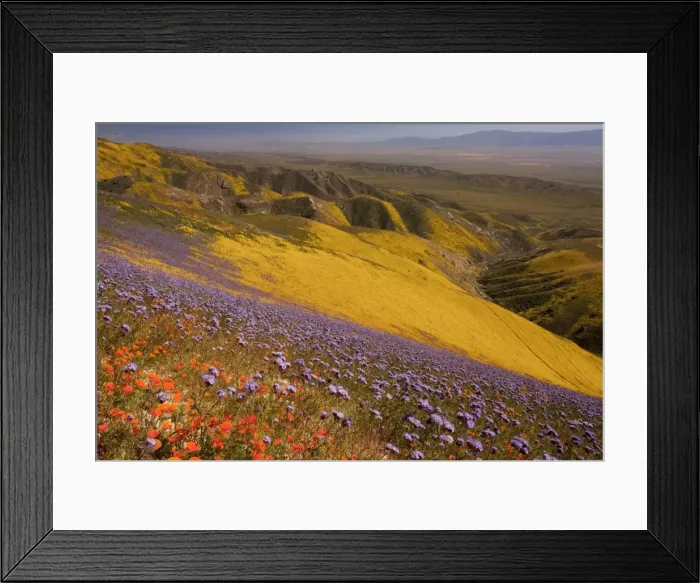 Framed Print : Spectacular masses of spring wildflowers, mainly Hillside Daisy, Californian Poppies and Phacelia, covering the slopes of The Temblor Range, Carrizo Plain, California Framed Print : Spectacular masses of spring wildflowers, mainly Hillside Daisy, Californian Poppies and Phacelia, covering the slopes of The Temblor Range, Carrizo Plain, California