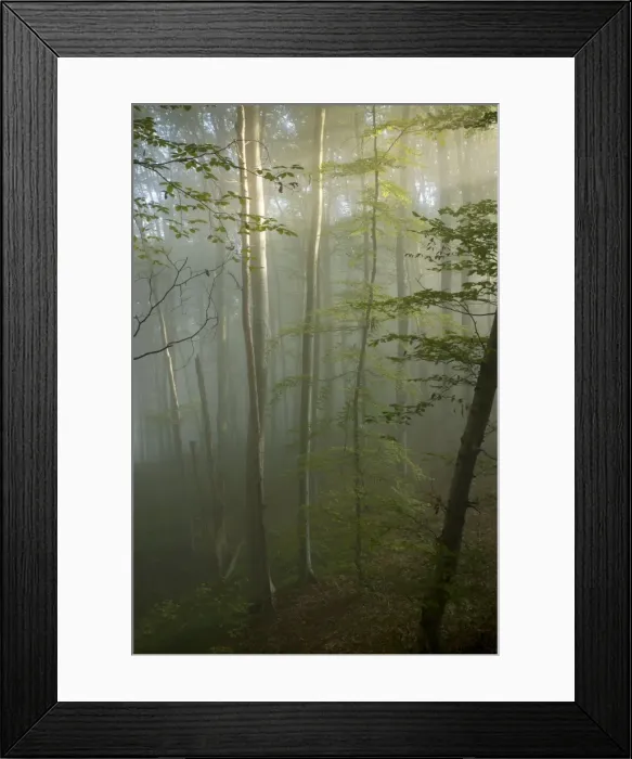 Framed Print : Mixed old beech and hornbeam forest in early morning mist at the Breite, Sigishoara, Romania Framed Print : Mixed old beech and hornbeam forest in early morning mist at the Breite, Sigishoara, Romania