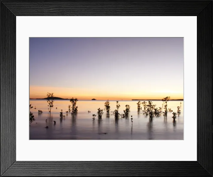 Framed Print : Red Mangroves - showing new growth in shallow tidal water at sunrise - Queensland - Australia Framed Print : Red Mangroves - showing new growth in shallow tidal water at sunrise - Queensland - Australia