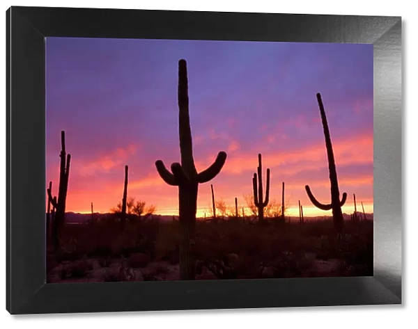 Saguaro Cacti - at sunset - Saguaro National Park - Arizona - USA