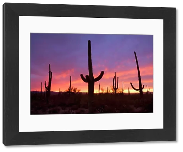 Saguaro Cacti - at sunset - Saguaro National Park - Arizona - USA